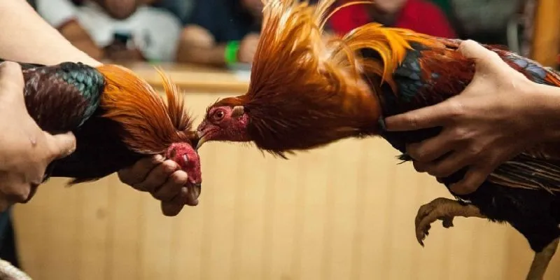 Đá gà QQ88 – Sân chơi hấp dẫn và dịch vụ chuyên nghiệp