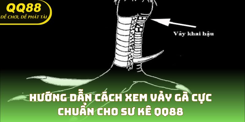 Cách Xem Vảy Gà